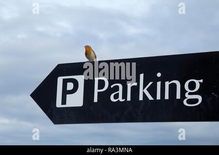 Robin auf dem Parkplatz Schild, Carrick-a-Rede Rope Bridge, Ballintoy, Co Antrim, Nordirland, Großbritannien Stockfoto