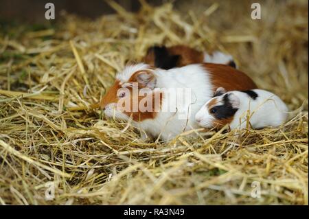 Inländische Meerschweinchen (Cavia porcellus), Mutter Tier mit jungen Tieren sitzen auf Stroh, Captive, Deutschland Stockfoto