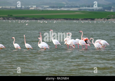 Gruppe der rosa Flamingos auf dem Salzsee in Larnaca, Zypern, ruht nach einem Winter Flug und Feeds auf Artemia Krebse vor Bergen an der weit Stockfoto