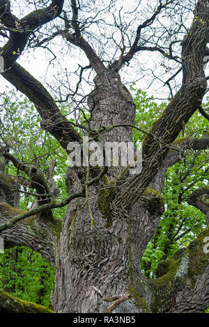 Schöne alte Eiche Baum closeup im Frühling im Park Stockfoto