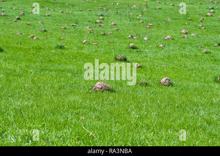 Nahaufnahme von einer grünen Wiese zerstört durch viele Maulwurfshügel. Es ist ein sonniger Tag im Frühling. Stockfoto