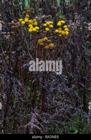 Rainfarn, verdorrte Pflanzen, noch einige gelbe Blumen, aber die Blätter sind tot und Braun Stockfoto