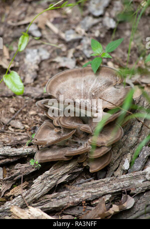 Braune Pilze wachsen aus Holz auf dem Boden Stockfoto
