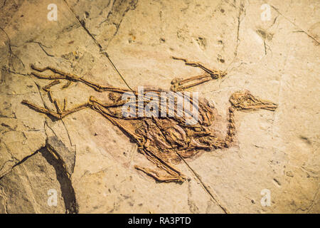 Peking, China, 16. Oktober 2018: terodactyl Fossil, Pterodactilus Californica, Fossile von prähistorischen Tieren, fossiler Trilobit Impressum in das Sediment, Dinosaurier fossil Stockfoto