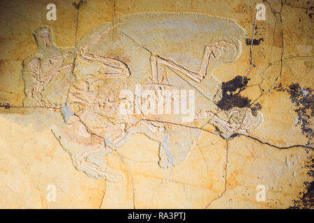 Peking, China, 16. Oktober 2018: terodactyl Fossil, Pterodactilus Californica, Fossile von prähistorischen Tieren, fossiler Trilobit Impressum in das Sediment, Dinosaurier fossil Stockfoto