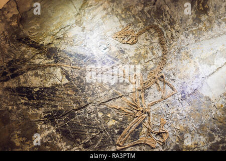 Peking, China, 16. Oktober 2018: terodactyl Fossil, Pterodactilus Californica, Fossile von prähistorischen Tieren, fossiler Trilobit Impressum in das Sediment, Dinosaurier fossil Stockfoto