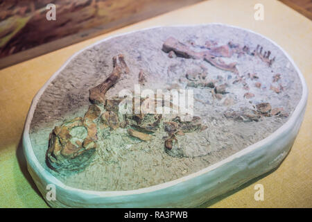 Peking, China, 16. Oktober 2018: terodactyl Fossil, Pterodactilus Californica, Fossile von prähistorischen Tieren, fossiler Trilobit Impressum in das Sediment, Dinosaurier fossil Stockfoto