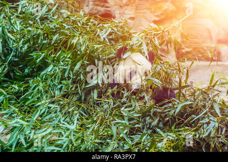 Riesenpanda Ailuropoda Lalage essen Bambus. Tier und Pflanzenwelt Stockfoto