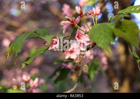 Schönen japanischen Kirschblüten. Diese rosa Schönheiten sind noch zu einem Kirschbaum Zweig befestigt. In dieser Nahaufnahme Foto die Blumen blühen. Stockfoto