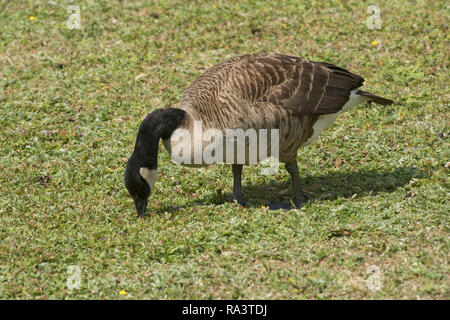 Kanadagans, Branta canadensis, haarrissbildung kurze Gras an der Arundel Wildlife und Wetland Trust im Sommer, Juli Stockfoto
