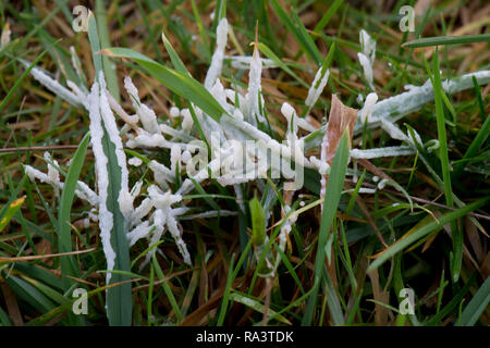 Hund krank Schleimpilze, Muscilago Krebstiere, auf der Weide, Anfang auf warmen feuchten Winter morgen, Berkshire, Dezember Stockfoto