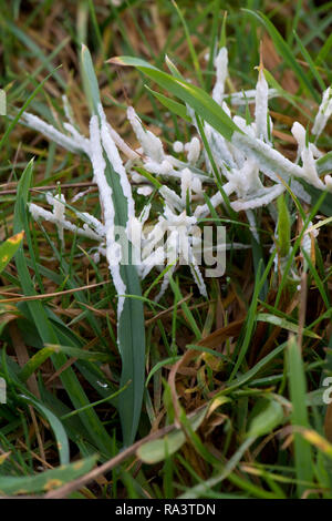 Hund krank Schleimpilze, Muscilago Krebstiere, auf der Weide, Anfang auf warmen feuchten Winter morgen, Berkshire, Dezember Stockfoto