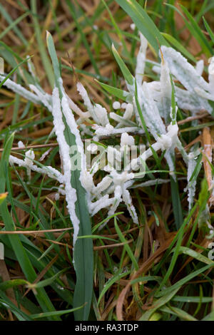 Hund krank Schleimpilze, Muscilago Krebstiere, auf der Weide, Anfang auf warmen feuchten Winter morgen, Berkshire, Dezember Stockfoto