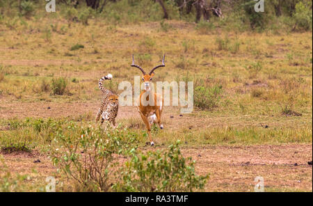 Foto serie: Gepard auf der Jagd nach grossen Impala. Das endgame Episode. Die Masai Mara, Kenia Stockfoto