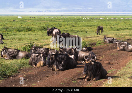 Geschlossene Welt Ngorongoro. Tansania, Afrika Stockfoto