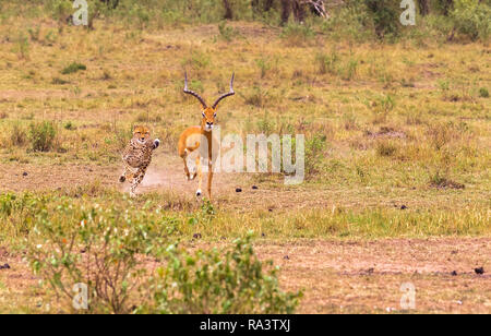 Foto serie: Gepard auf der Jagd nach grossen Impala. Die sehr schnellen Episode. Die Masai Mara, Kenia Stockfoto