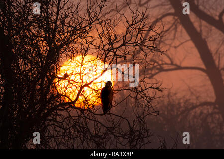 Großen leuchtenden Sonnenaufgang durch frühen Morgennebel und Winter Bäume. Vogel Silhouette über der Sonne, setzte sich auf einen Ast. Natur Land wetter landschaft. Stockfoto