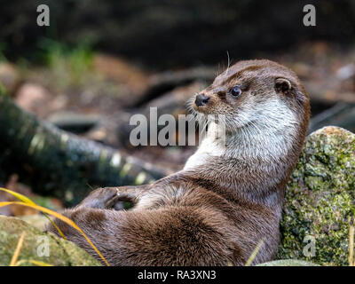 Eurasische Fischotter, Lutra Lutra, ruht auf einem Felsen. Stockfoto