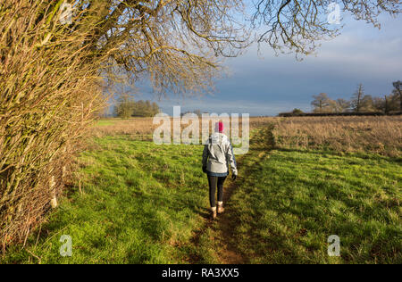 Frau mit Hut gehen in der englischen Landschaft in der Nähe von Blockley in den englischen Cotswolds im Winter Stockfoto