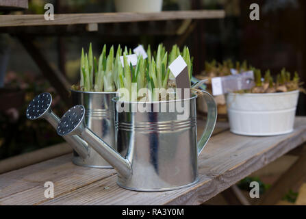 Hyazinthe Glühbirnen in die Töpfe für die Anpflanzung von Frühling Stockfoto