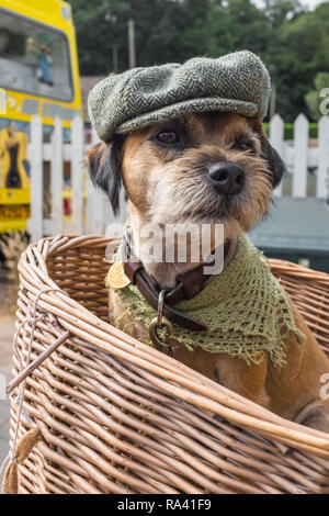 Border Terrier, der mit einer flachen Kappe verkleidet ist und in einem Fahrradkorb sitzt.Woodhall Spa Festival-Wochenende der 40er Jahre. Lincolnshire, England, Großbritannien Stockfoto