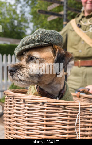 Border Terrier, der mit einer flachen Kappe verkleidet ist und in einem Fahrradkorb sitzt.Woodhall Spa Festival-Wochenende der 40er Jahre. Lincolnshire, England, Großbritannien Stockfoto