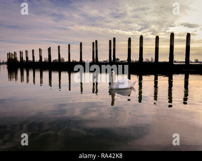 Schwäne bei Ebbe an bosham Hafen in der Nähe von Chichester, West Sussex UK. Stockfoto