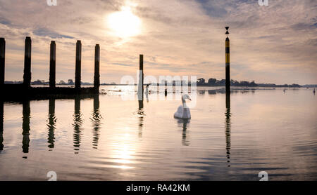 Schwäne bei Ebbe an bosham Hafen in der Nähe von Chichester, West Sussex UK. Stockfoto