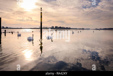 Schwäne bei Ebbe an bosham Hafen in der Nähe von Chichester, West Sussex UK. Stockfoto