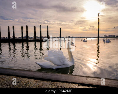 Schwäne bei Ebbe an bosham Hafen in der Nähe von Chichester, West Sussex UK. Stockfoto