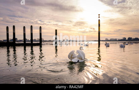 Schwäne bei Ebbe an bosham Hafen in der Nähe von Chichester, West Sussex UK. Stockfoto