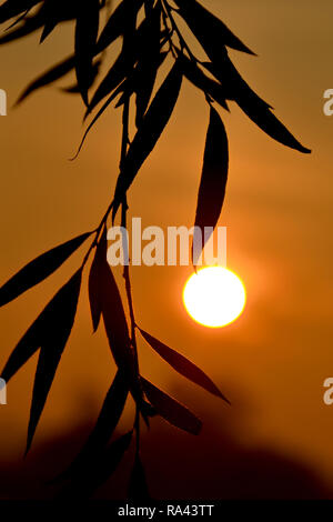 Blätter von einer Weide bei Sonnenaufgang an der Elbe bei Magdeburg Stockfoto