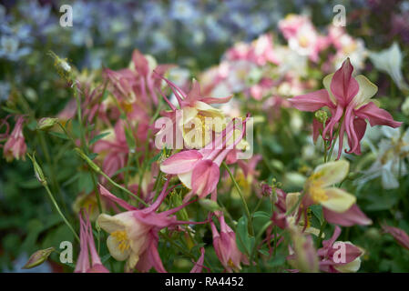 Aquilegia bunte Blume Stockfoto