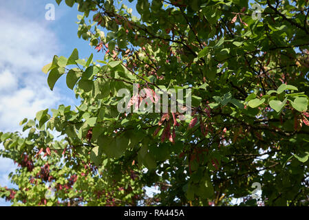 Cercis siliquastrum Zweig mit Samenkapseln Stockfoto