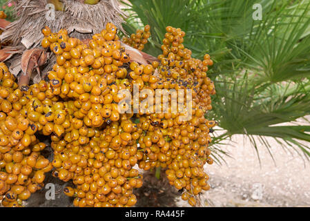 Chamaerops humilis Obst Nahaufnahme Stockfoto