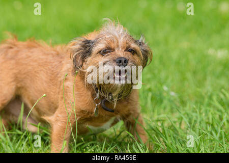 Border Terrier Hund Stockfoto