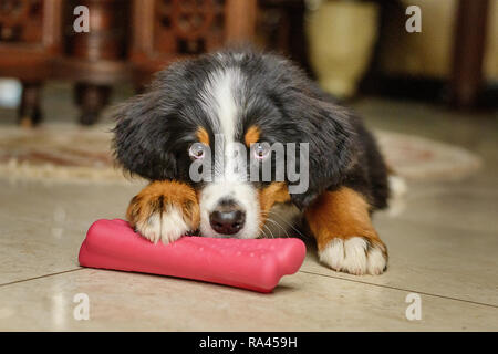 Ruhige Und Entspannte Berner Sennenhund Welpen Stockfoto Bild