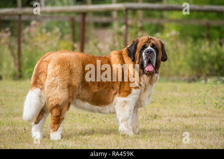 St. Bernard Dog Stockfoto