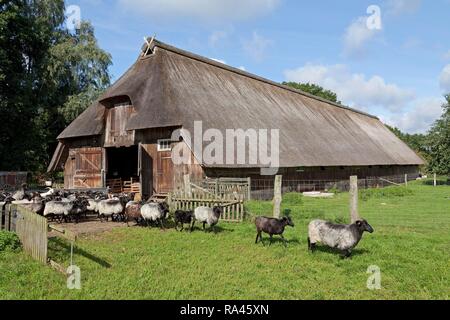 Herde Schafe vor einem Schaf Tierheim, Wilsede, Lüneburger Heide, Niedersachsen, Deutschland Stockfoto