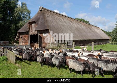Herde Schafe vor einem Schaf Tierheim, Wilsede, Lüneburger Heide, Niedersachsen, Deutschland Stockfoto