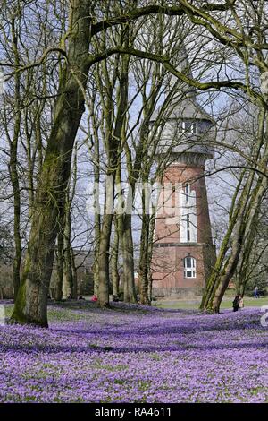 Aussichtsturm, Krokusse (Crocus sp.), Husum Schlossgarten, Schleswig-Holstein, Deutschland Stockfoto