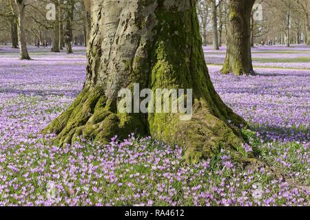 Krokusse (Crocus sp.), Husum Schlossgarten, Schleswig-Holstein, Deutschland Stockfoto