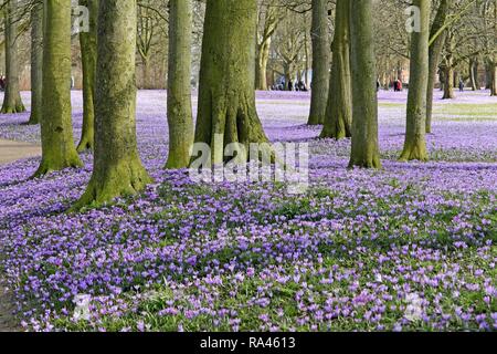 Krokusse (Crocus sp.), Husum Schlossgarten, Schleswig-Holstein, Deutschland Stockfoto