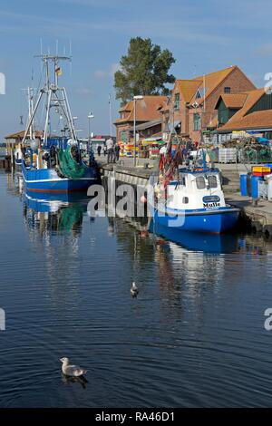 Fischereihafen, Schlei, Maasholm, Schleswig-Holstein, Deutschland Stockfoto