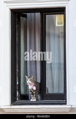 Cat von WikiLeaks Gründer Julian Assange schaut aus dem Fenster der ecuadorianischen Botschaft, Kensington, London, Vereinigtes Königreich Stockfoto