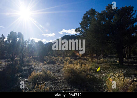 Wanderwege durchziehen die Mount Charleston Wilderness Area im südlichen Nevada, in der Nähe von Las Vegas. Stockfoto