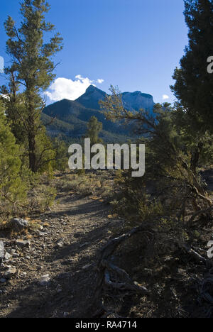 Wanderwege durchziehen die Mount Charleston Wilderness Area im südlichen Nevada, in der Nähe von Las Vegas. Stockfoto