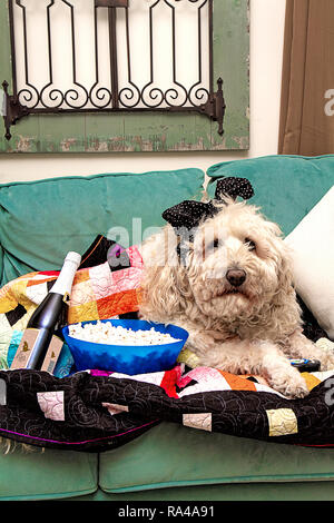 Shaggy Dog Fernsehen mit Snacks und Getränke zusammen mit Remote Stockfoto