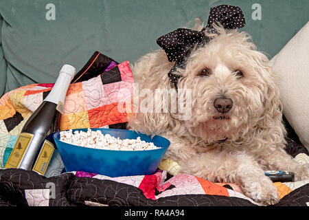 Shaggy Dog Fernsehen mit Snacks und Getränke zusammen mit Remote Stockfoto