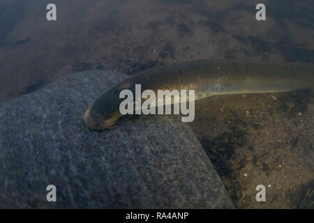 Flussneunauge Lampetra fluviatilis, Erwachsene, saugen an einem Felsen, Yorkshire Ouse, November Stockfoto